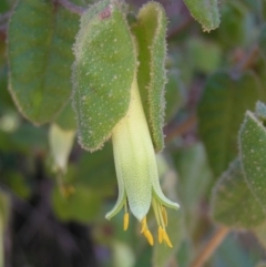 Correa reflexa var. reflexa (Common Correa, Native Fuchsia) at Paddys River, ACT - 30 Apr 2022 by MatthewFrawley