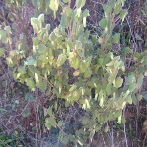 Correa reflexa var. reflexa at Paddys River, ACT - 30 Apr 2022