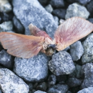 Oxycanus (genus) at Molonglo Valley, ACT - 20 Apr 2022