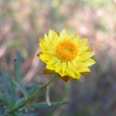 Xerochrysum viscosum (Sticky Everlasting) at Bullen Range - 30 Apr 2022 by MatthewFrawley