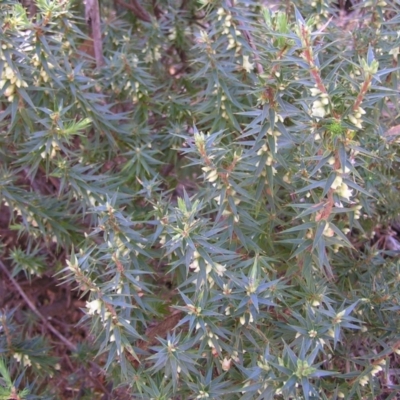 Melichrus urceolatus (Urn Heath) at Paddys River, ACT - 30 Apr 2022 by MatthewFrawley