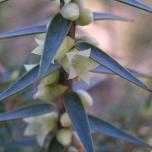 Melichrus urceolatus at Paddys River, ACT - 30 Apr 2022