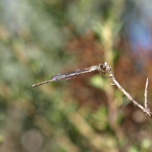 Austrolestes leda at Paddys River, ACT - 30 Apr 2022