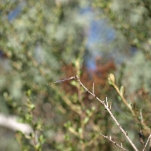 Austrolestes leda at Paddys River, ACT - 30 Apr 2022