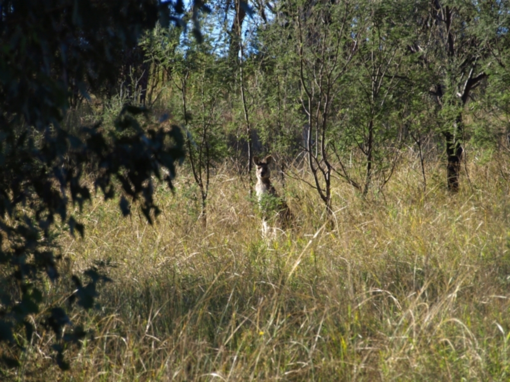 Macropus giganteus at Paddys River, ACT - 30 Apr 2022