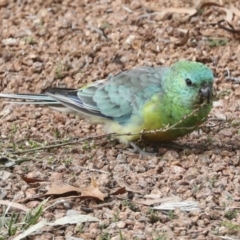 Psephotus haematonotus (Red-rumped Parrot) at Higgins, ACT - 26 Apr 2022 by AlisonMilton