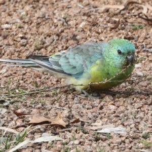 Psephotus haematonotus at Higgins, ACT - 26 Apr 2022 11:28 AM