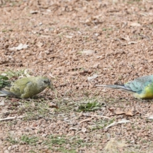 Psephotus haematonotus at Higgins, ACT - 26 Apr 2022