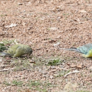 Psephotus haematonotus at Higgins, ACT - 26 Apr 2022