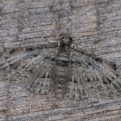 Chloroclystis insigillata (Chloroclystis insigillata) at Melba, ACT - 5 Apr 2022 by kasiaaus