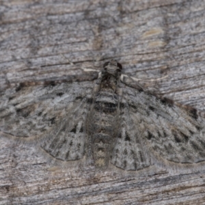 Chloroclystis insigillata at Melba, ACT - 6 Apr 2022 01:30 AM