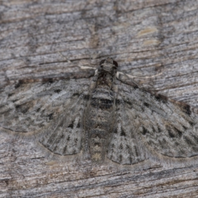 Chloroclystis insigillata (Chloroclystis insigillata) at Melba, ACT - 6 Apr 2022 by kasiaaus