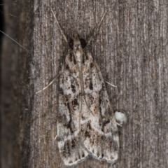 Scoparia oxygona (A Pyralid moth) at Melba, ACT - 5 Apr 2022 by kasiaaus