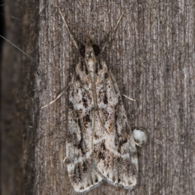 Scoparia oxygona (A Pyralid moth) at Melba, ACT - 5 Apr 2022 by kasiaaus