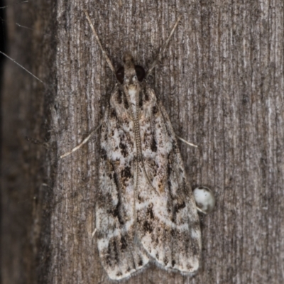 Scoparia oxygona (A Pyralid moth) at Melba, ACT - 6 Apr 2022 by kasiaaus