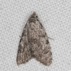 Nola (genus) (A Noctuid moth) at Melba, ACT - 5 Apr 2022 by kasiaaus