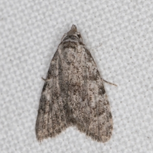 Nola (genus) at Melba, ACT - 6 Apr 2022