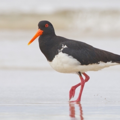 Haematopus longirostris (Australian Pied Oystercatcher) at Bawley Point, NSW - 30 Dec 2021 by BenHarvey