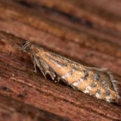 Glyphipterix perimetalla (Five-bar Sedge-moth) at Melba, ACT - 5 Apr 2022 by kasiaaus