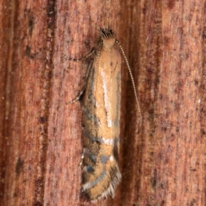 Glyphipterix perimetalla at Melba, ACT - 6 Apr 2022 01:37 AM