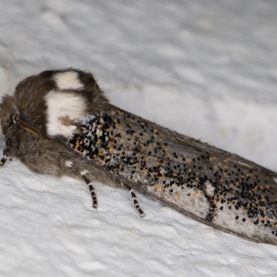 Oenosandra boisduvalii (Boisduval's Autumn Moth) at Melba, ACT - 6 Apr 2022 by kasiaaus