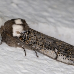 Oenosandra boisduvalii (Boisduval's Autumn Moth) at Melba, ACT - 6 Apr 2022 by kasiaaus