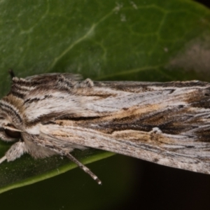 Persectania ewingii at Melba, ACT - 7 Apr 2022 12:43 AM