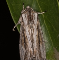 Persectania ewingii at Melba, ACT - 7 Apr 2022