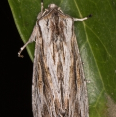 Persectania ewingii at Melba, ACT - 7 Apr 2022