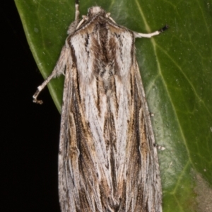 Persectania ewingii at Melba, ACT - 7 Apr 2022