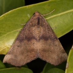 Mnesampela privata (Autumn Gum Moth) at Melba, ACT - 6 Apr 2022 by kasiaaus