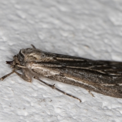 Ciampa arietaria (Brown Pasture Looper Moth) at Melba, ACT - 8 Apr 2022 by kasiaaus