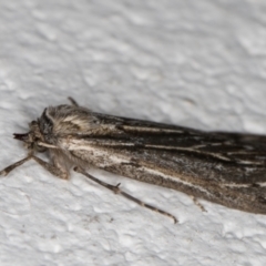 Ciampa arietaria (Brown Pasture Looper Moth) at Melba, ACT - 7 Apr 2022 by kasiaaus
