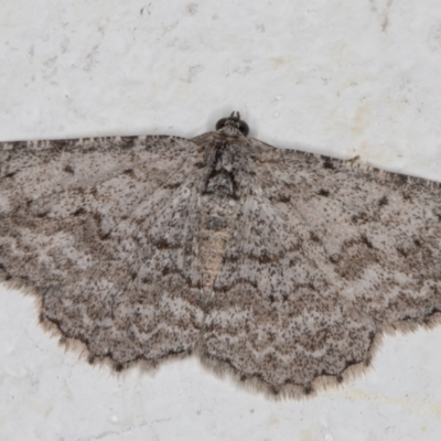 Psilosticha absorpta (Fine-waved Bark Moth) at Melba, ACT - 8 Apr 2022 by kasiaaus