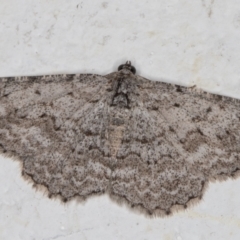 Psilosticha absorpta (Fine-waved Bark Moth) at Melba, ACT - 7 Apr 2022 by kasiaaus