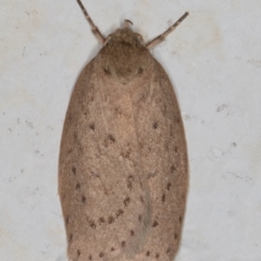 Garrha carnea (A concealer moth) at Melba, ACT - 8 Apr 2022 by kasiaaus