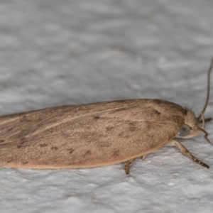 Garrha carnea at Melba, ACT - 8 Apr 2022 11:12 PM