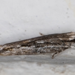 Ardozyga undescribed species nr amblopis at Melba, ACT - 8 Apr 2022