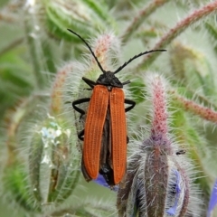 Porrostoma rhipidium (Long-nosed Lycid (Net-winged) beetle) at Crooked Corner, NSW - 1 Jan 2021 by Milly