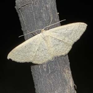 Scopula optivata at Jerrabomberra, NSW - 30 Apr 2022