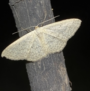 Scopula optivata at Jerrabomberra, NSW - 30 Apr 2022 10:18 PM