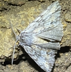 Chlenias nodosus (A geometer moth) at Jerrabomberra, NSW - 30 Apr 2022 by Steve_Bok