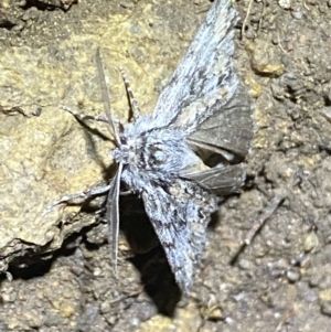 Chlenias nodosus at Jerrabomberra, NSW - 30 Apr 2022