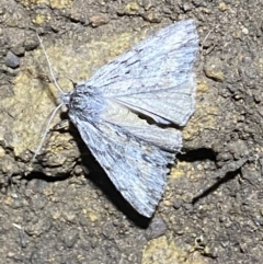 Chlenias nodosus at Jerrabomberra, NSW - 30 Apr 2022