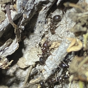 Papyrius sp. (genus) at Jerrabomberra, NSW - 30 Apr 2022