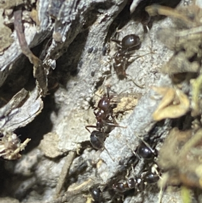 Papyrius sp. (genus) (A Coconut Ant) at QPRC LGA - 30 Apr 2022 by Steve_Bok
