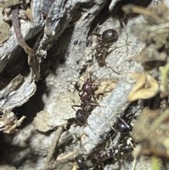 Papyrius sp. (genus) (A Coconut Ant) at Jerrabomberra, NSW - 30 Apr 2022 by Steve_Bok