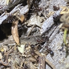 Papyrius sp. (genus) at Jerrabomberra, NSW - suppressed