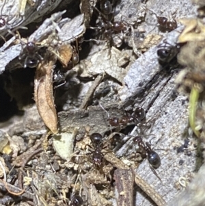 Papyrius sp. (genus) at Jerrabomberra, NSW - suppressed