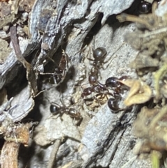 Papyrius sp. (genus) at Jerrabomberra, NSW - suppressed